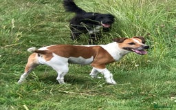 Plummer Terrier dogs for sale: Plummer terrier (bitch) - Image 4