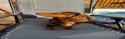 Miniature Dachshund dogs for stud: Long Haired Miniature Dachshund Chocolate & Tan - Advert 2