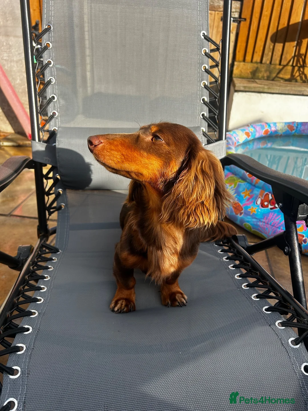 Miniature Dachshund dogs for stud: Long Haired Miniature Dachshund Chocolate & Tan - Advert 2