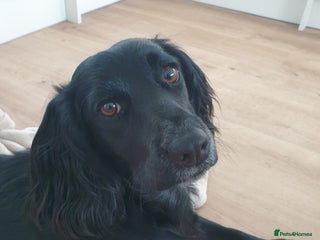 Cocker Spaniel dogs - Advert 36