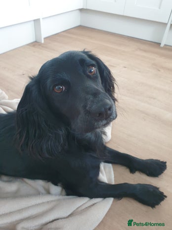 Cocker Spaniel dogs - Advert 5