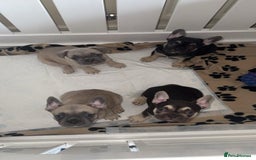 French Bulldog dogs for sale: Frenchies - Image 4