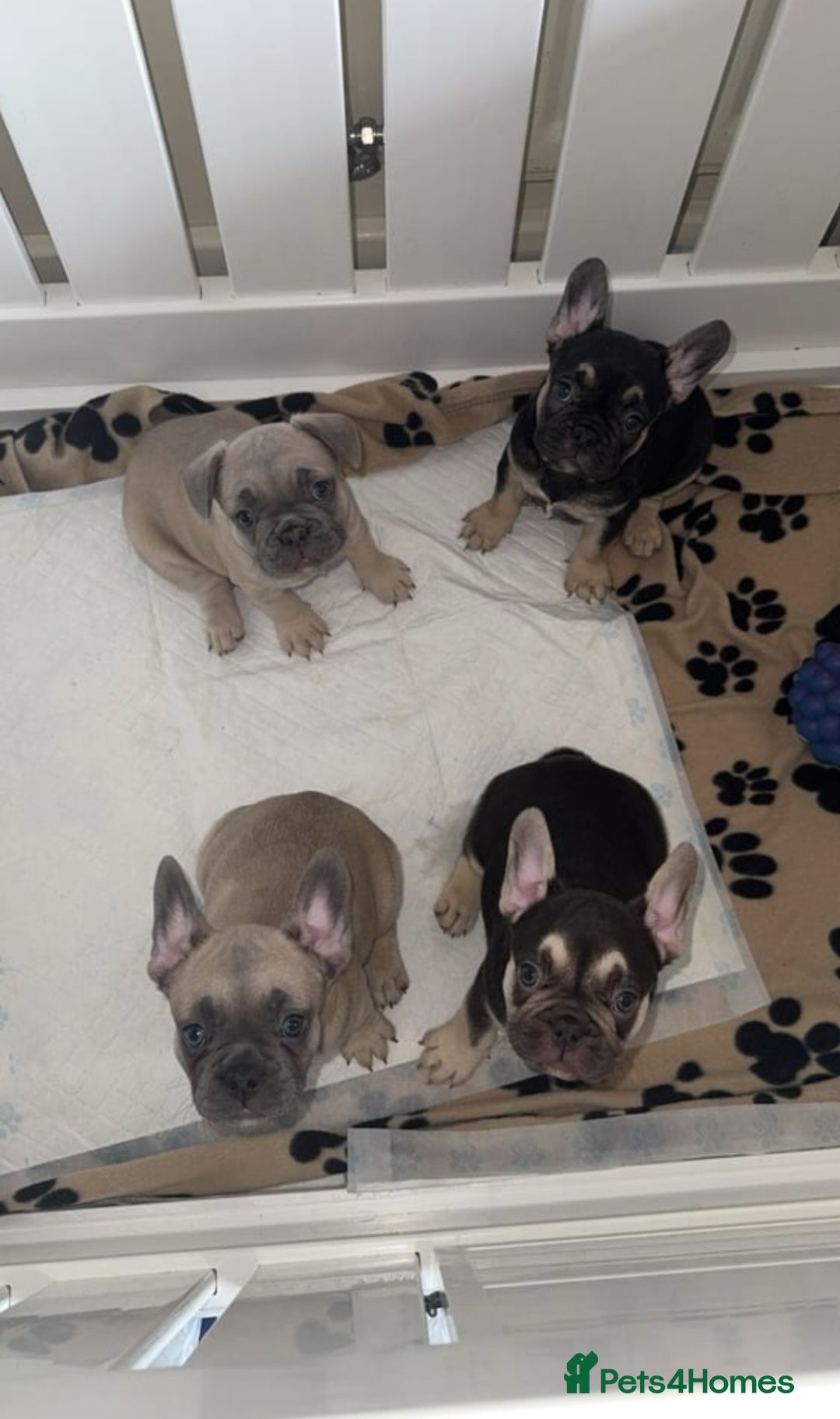 French Bulldog dogs for sale: Frenchies - Image 4