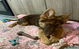 German Shepherd dogs for sale: Liver and tan German shepherds - Image 15