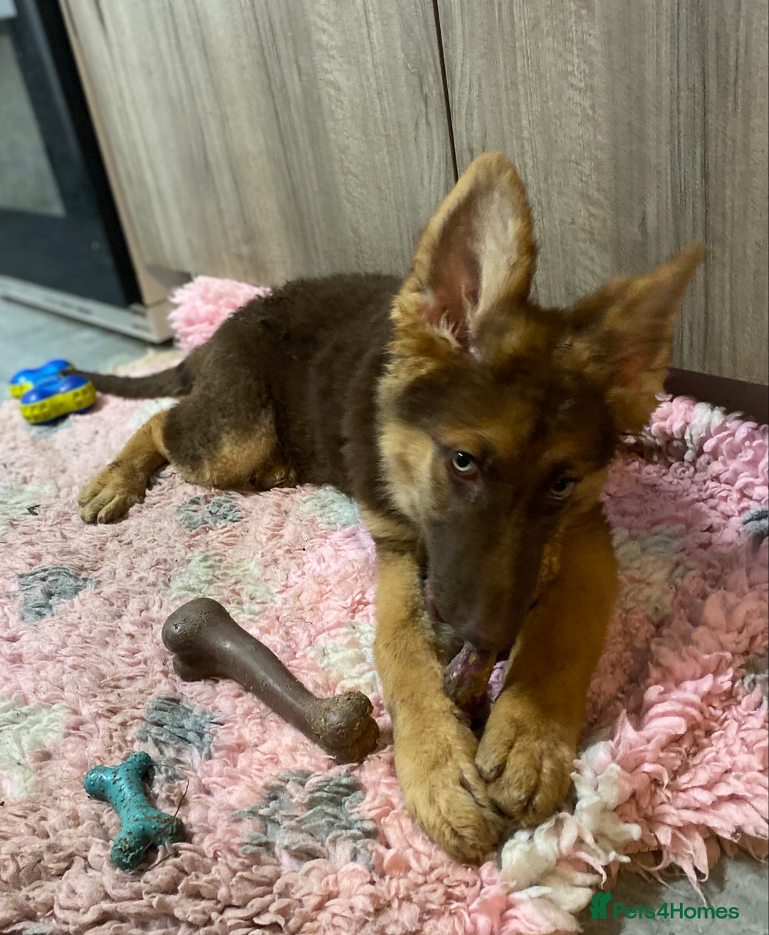 German Shepherd dogs for sale: Liver and tan German shepherds - Image 15