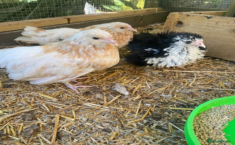 Chickens poultry - Advert 1