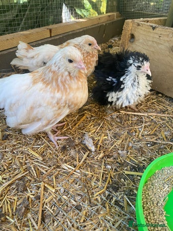 Chickens poultry - Advert 5