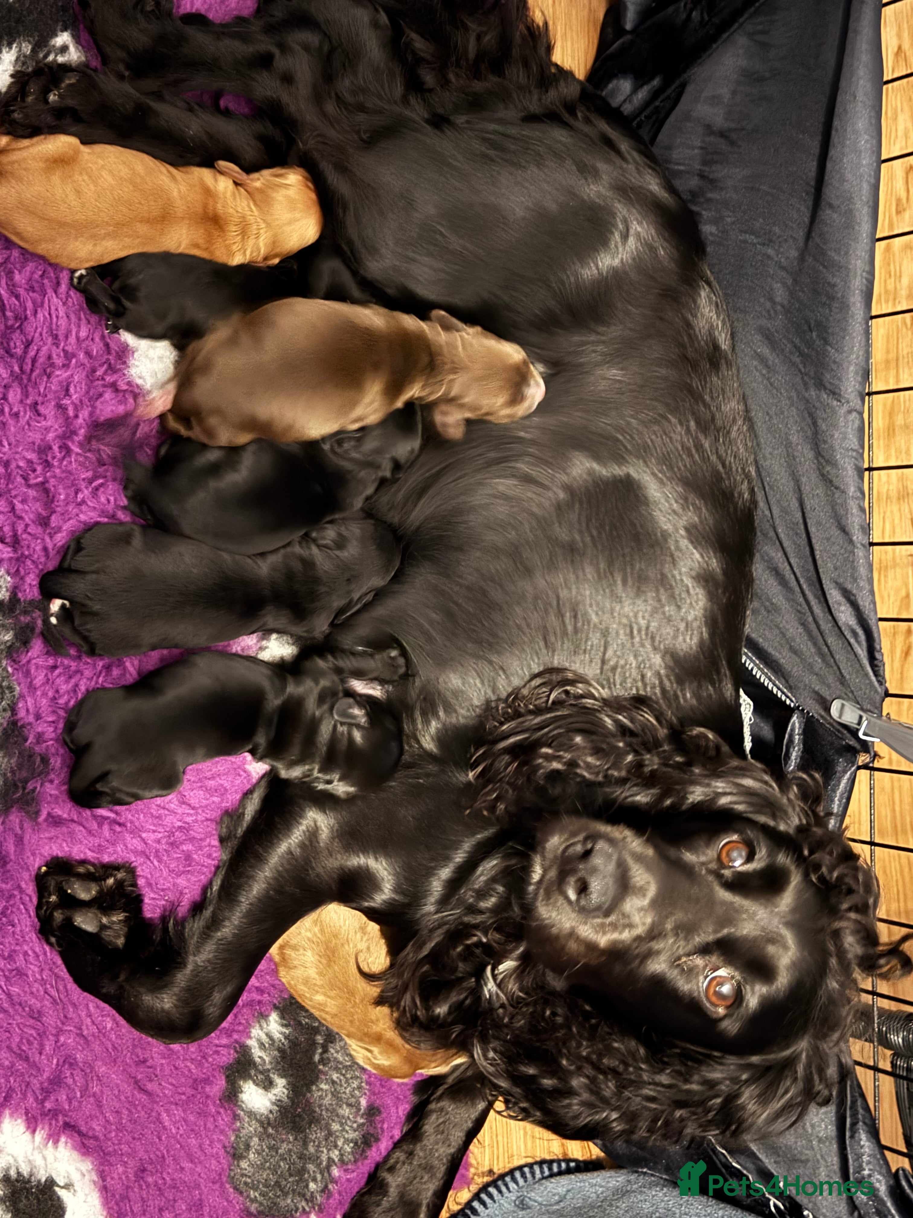 Cocker Spaniel dogs 2 Cocker Spaniel puppies - Advert 15