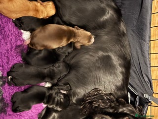 Cocker Spaniel dogs - Advert 3