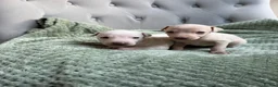 Italian Greyhound dogs for sale: 🐾Stunning cream kc registered iggys🐾 - Advert 13