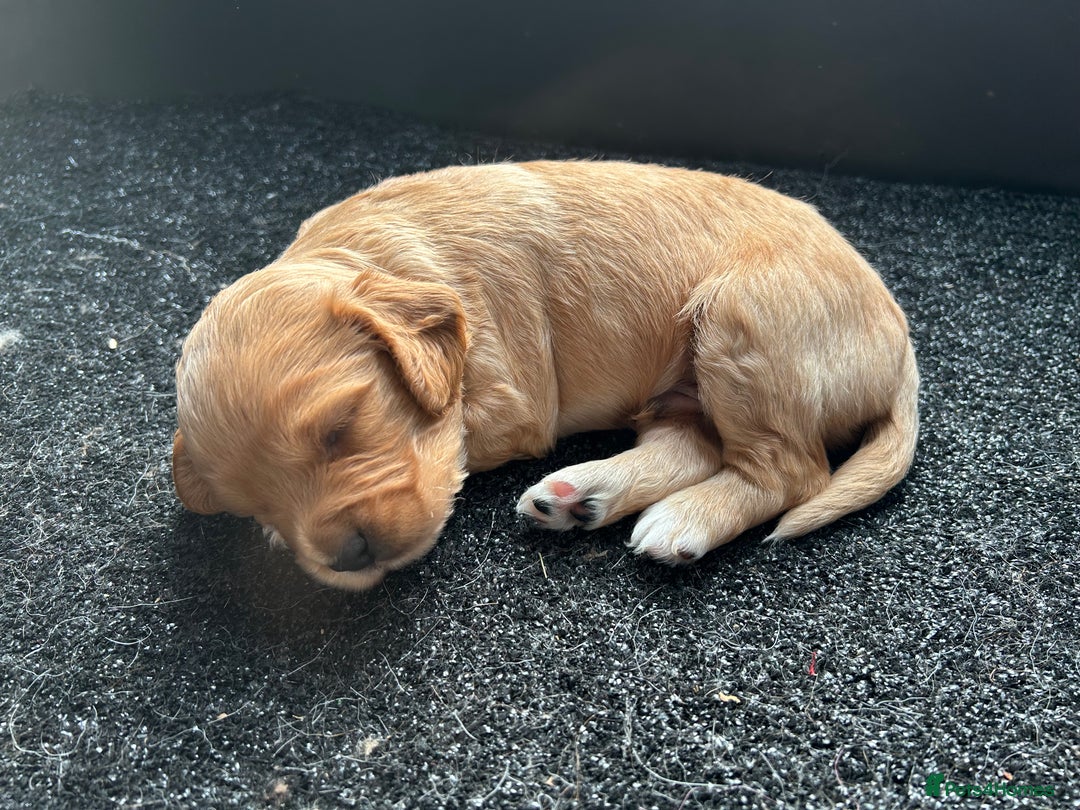 Cockapoo dogs for sale: Cockapoo puppies ginger/golden - Advert 13