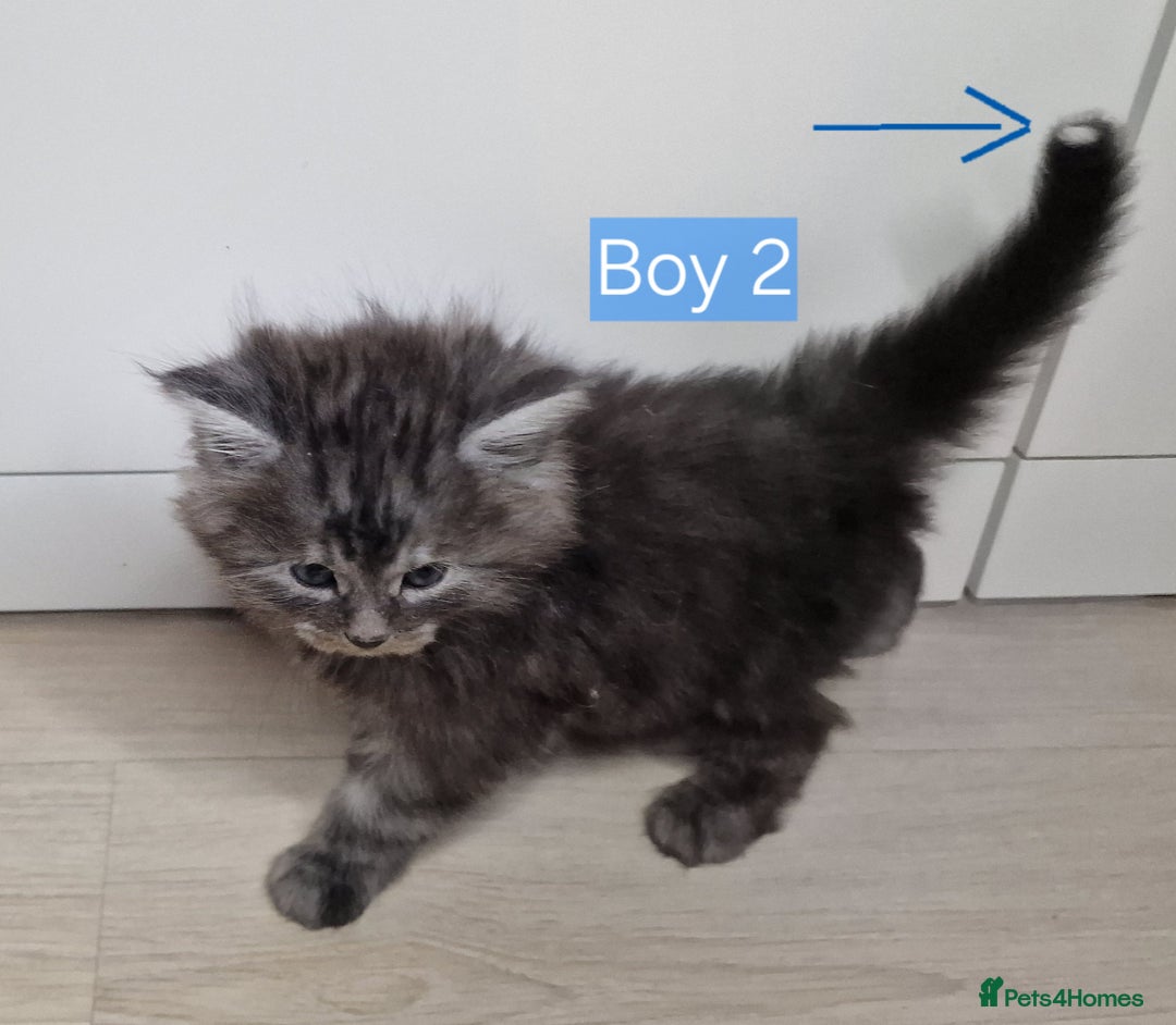 Maine Coon cats for sale: 4 mainecoon kittens looking for home in Bury - Advert 9