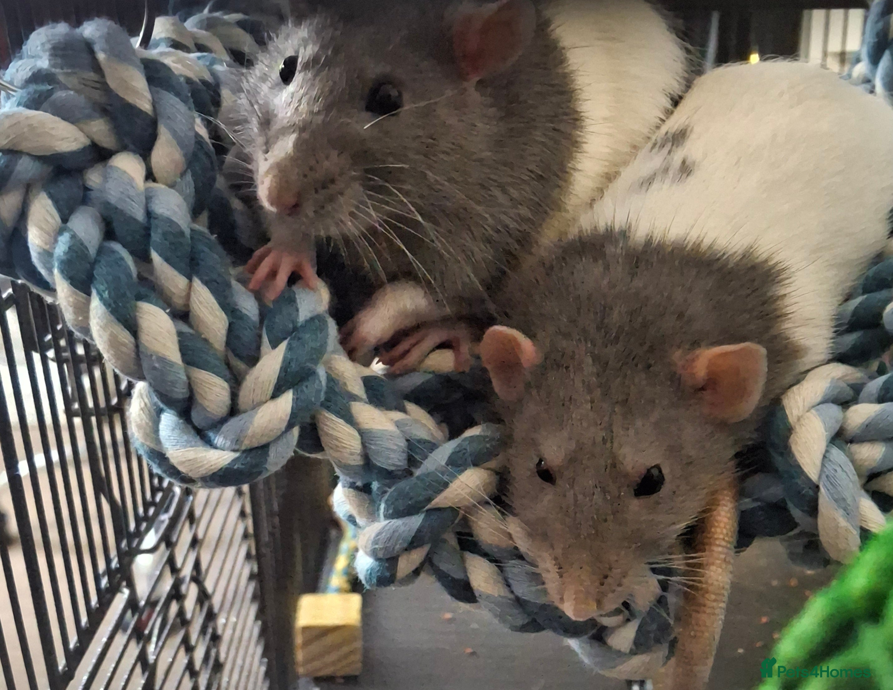 Rat rodents Male fancy rats - Advert 1