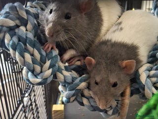 Rat rodents Male fancy rats - Advert 1