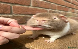 Guinea Pig rodents for sale: Teddy boy - Image 4