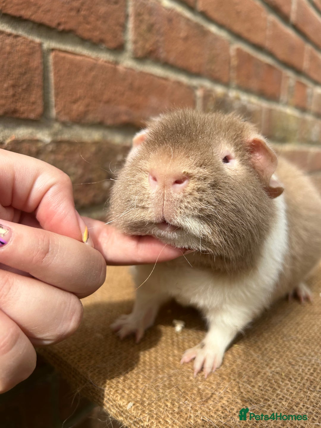 Guinea Pig rodents for sale: Teddy boy - Image 4