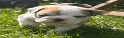 English Bulldog dogs for sale: 🐾 EXCEPTIONAL OLDE ENGLISH BULLDOG PUPPIES 🐾 - Advert 22