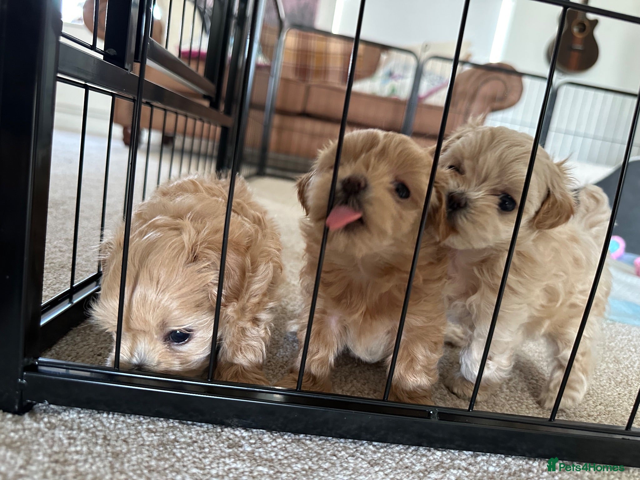 Maltipoo dogs Just 1 tiny girl left! Asian Maltipoos ❤️ - Advert 2