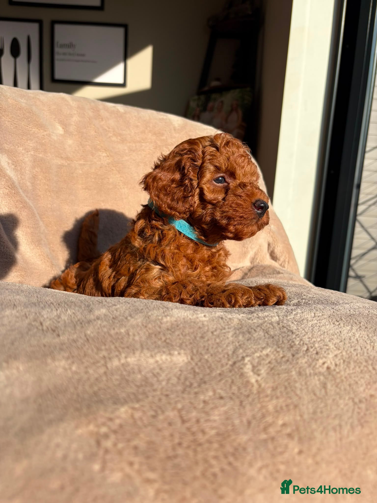 Toy Poodle dogs 🐾 KC register Red Toy Poodle Puppies 🐾  - Advert 2