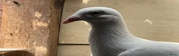 Pigeons birds for sale: WHITE RACING PIGEON  - Advert 12