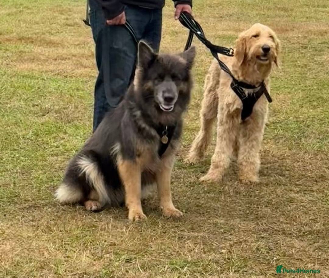 Mixed Breed dogs for sale: Goldendoodle x Blue Sable German Shepard puppies - Advert 6