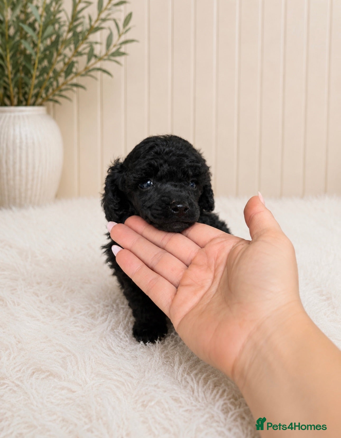 Toy Poodle dogs Toy poodle  - Advert 2