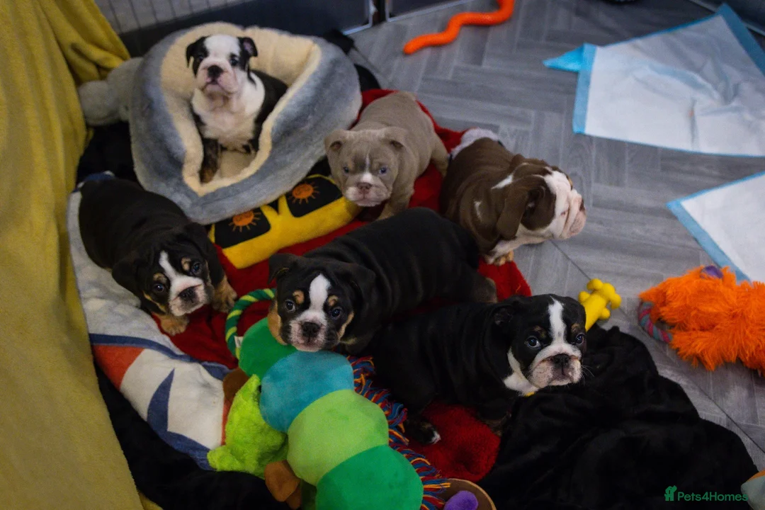 English Bulldog dogs for sale: English bulldog puppies ready to go now in Glasgow - Advert 1