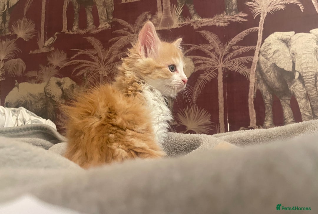Mixed Breed cats for sale: 5 Fluffy Half Maine Coon kittens - Advert 32