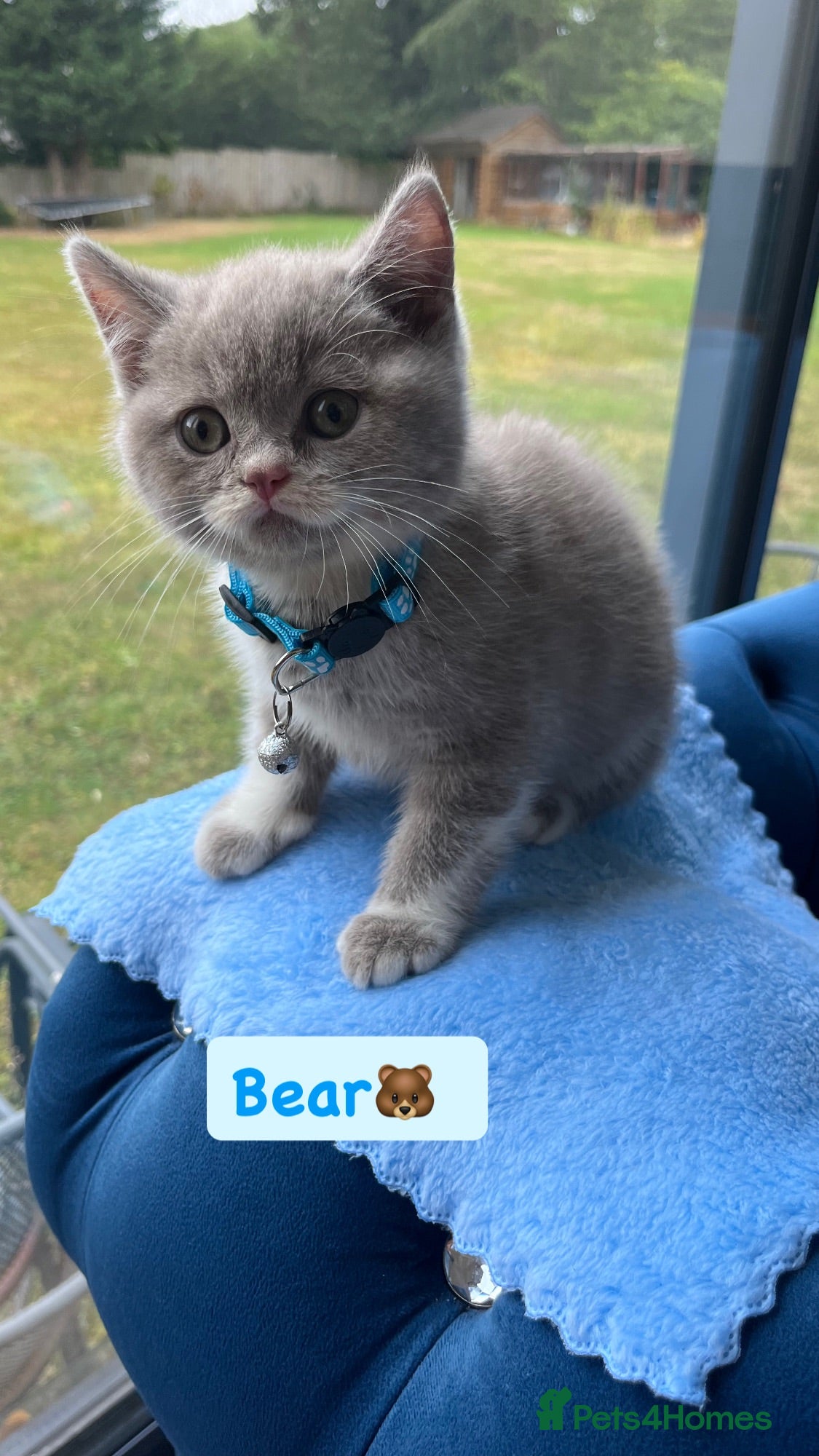 British Shorthair cats Incredible BSH Pedigree 🐾💖 GCCF £1000 - Advert 2