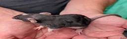 Rat rodents for sale: Dumbo rex cute rats male and female available - Advert 3