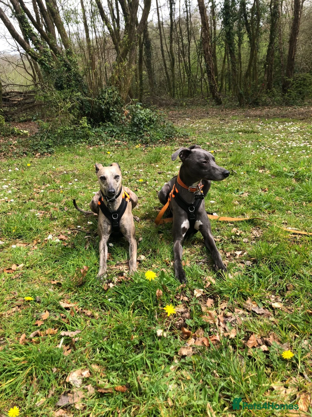 Whippet dogs for sale: Whippet & Whippet X in Plymouth - Advert 3