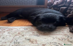 Mixed Breed dogs for sale: Gorgeous Plummer Terrier X Toy Poodle - Image 7