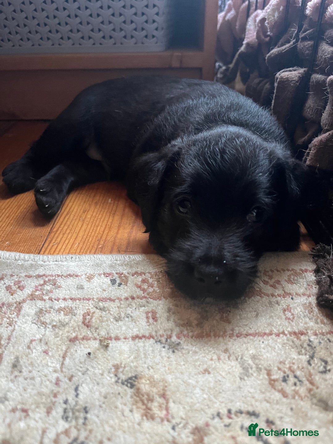Mixed Breed dogs for sale: Gorgeous Plummer Terrier X Toy Poodle - Image 7