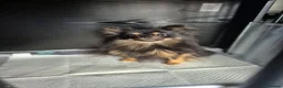 Pomeranian dogs for sale: 2 Male Kc Pomeranian Puppies - Advert 4