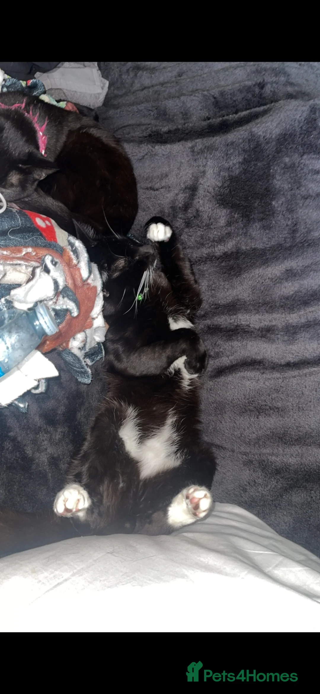 British Shorthair cats for sale: Male short hair domestic  in Luton - Advert 4