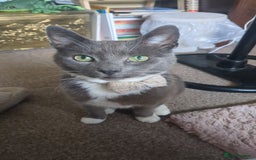 British Shorthair cats for sale: Loved pet for adoption  - Image 1