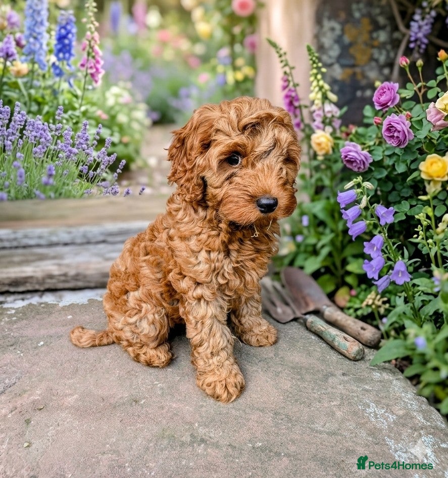 Cockapoo dogs *ONLY ONE BOY LEFT* Red Cockapoos - Advert 1