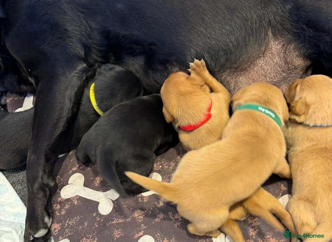 Labrador Retriever dogs for sale: KC Registered Labrador Puppies  - Advert 2