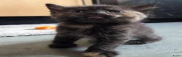 Mixed Breed cats for sale: Beautiful Fluffy Kittens Looking for Forever homes - Advert 24