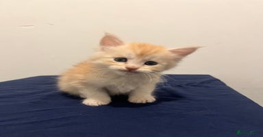 Maine Coon cats - Advert 6