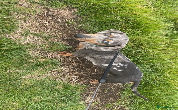 Miniature Dachshund dogs - Advert 7
