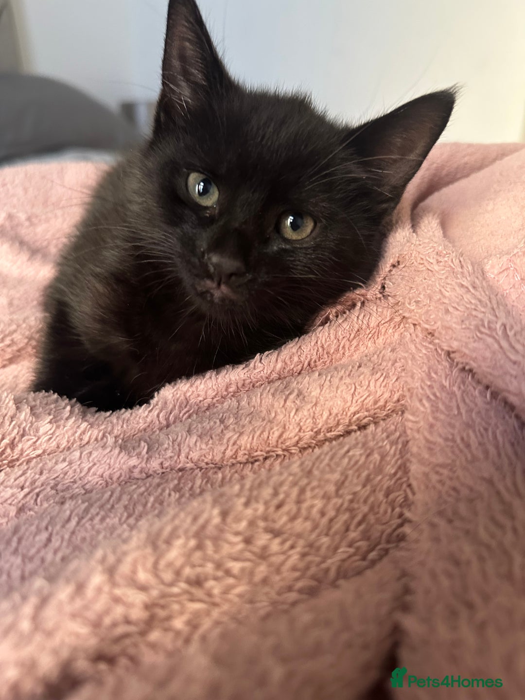 Mixed Breed cats for sale: Beautiful Black Kittens Looking for Loving Homes - Advert 5