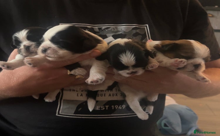 Shih Tzu dogs - Advert 5
