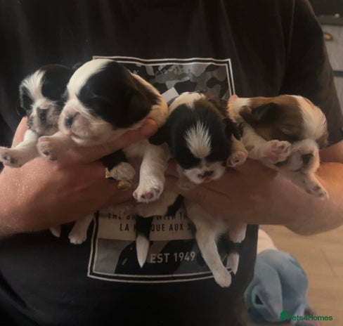 Shih Tzu dogs - Advert 2