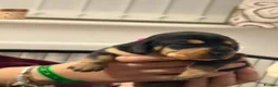 Dachshund dogs for sale: Dachunds puppies in Droitwich - Advert 9
