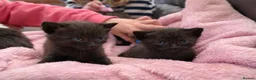 Maine Coon cats for sale: Maine coon mixed  - Advert 12