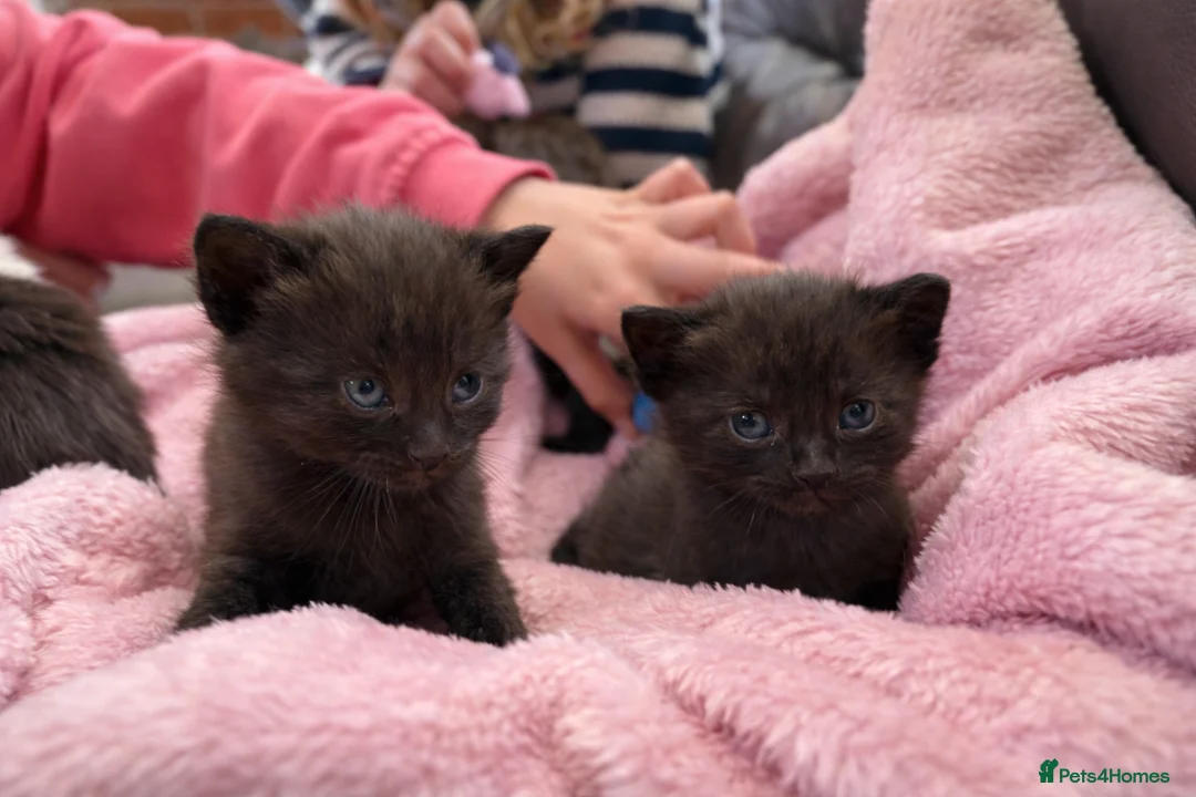 Maine Coon cats for sale: Maine coon mixed  - Advert 12