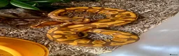 Python Snake reptiles for sale: 4 friendly Ball Royal Python for sale - Advert 5