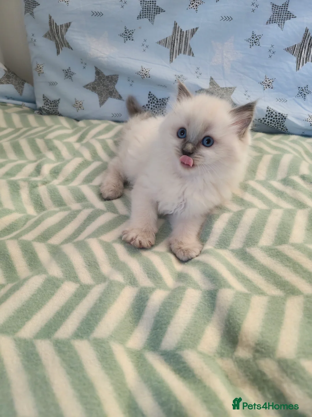 Ragdoll cats for sale:  Ragdoll (TYPE) kittens for sale - Advert 6
