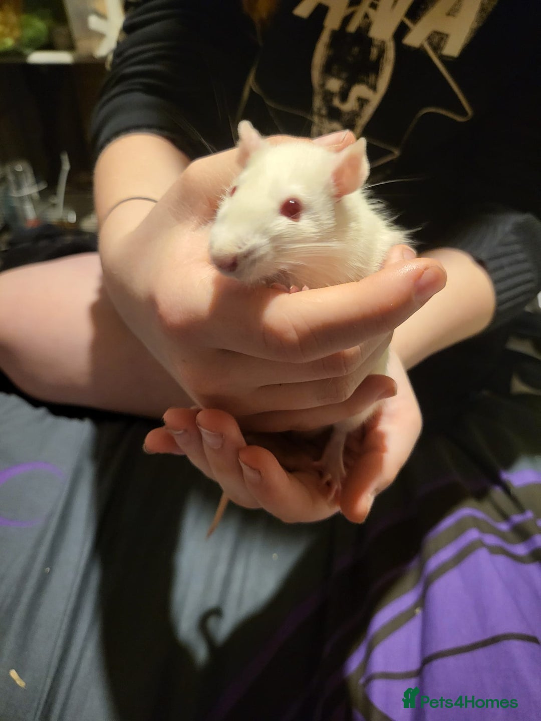 Rat rodents for sale: Rats for sale  - Image 3
